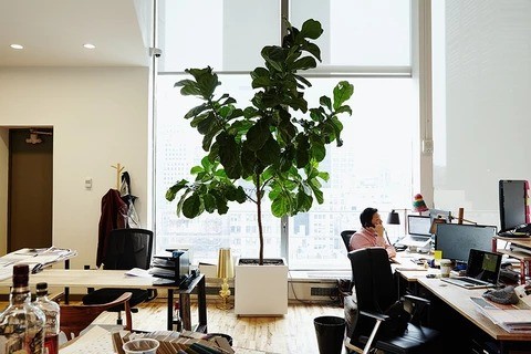 綠植租擺