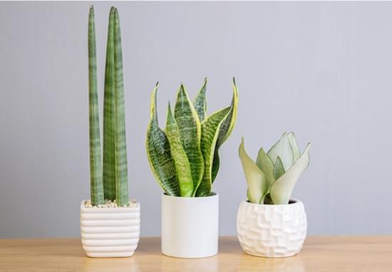 植物為什么需要空氣？