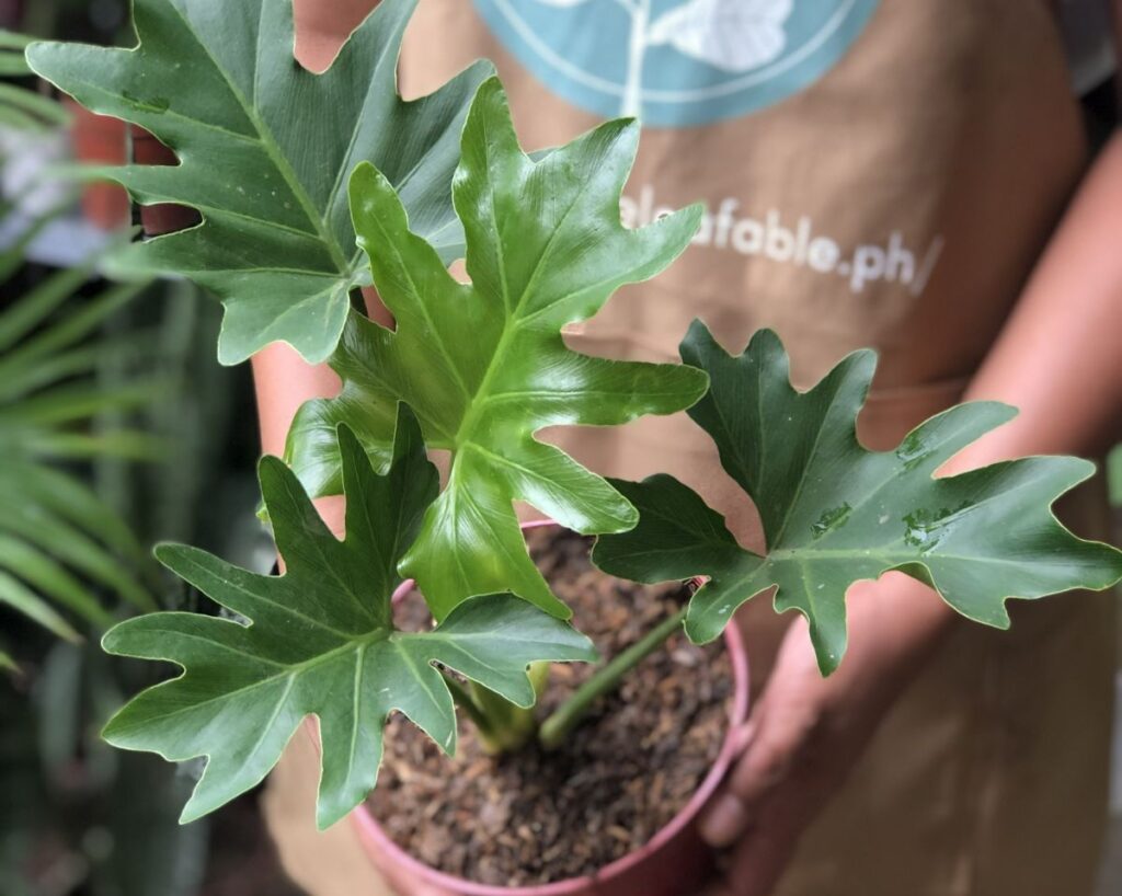出租室內植物的 4 大好處