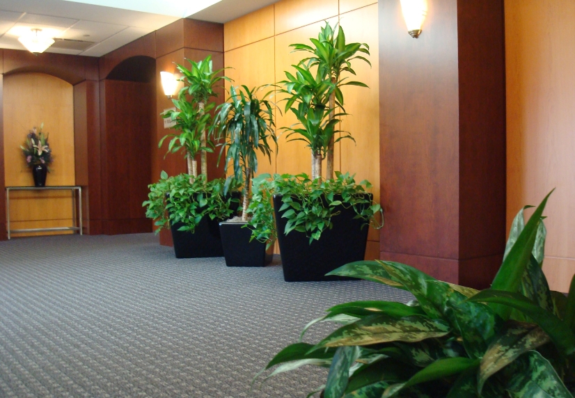 花卉租擺方案 | 妙花匠園林分享專業化、職業化的具體實施步驟